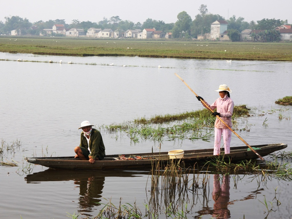 Cánh đồng Diên Sanh mùa nước bạc - Ảnh: C.N