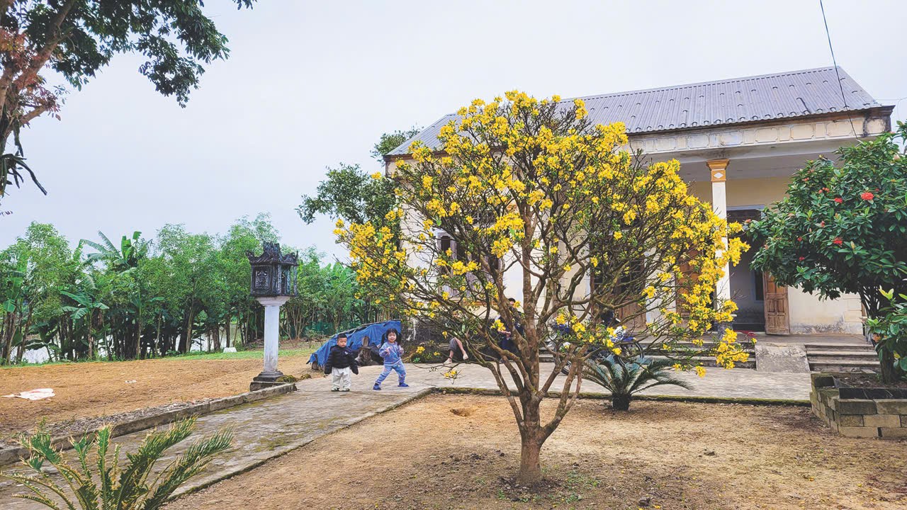 Cây mai nở trước ngôi nhà bình dị vùng ven thành phố Đông Hà - Ảnh: T.A