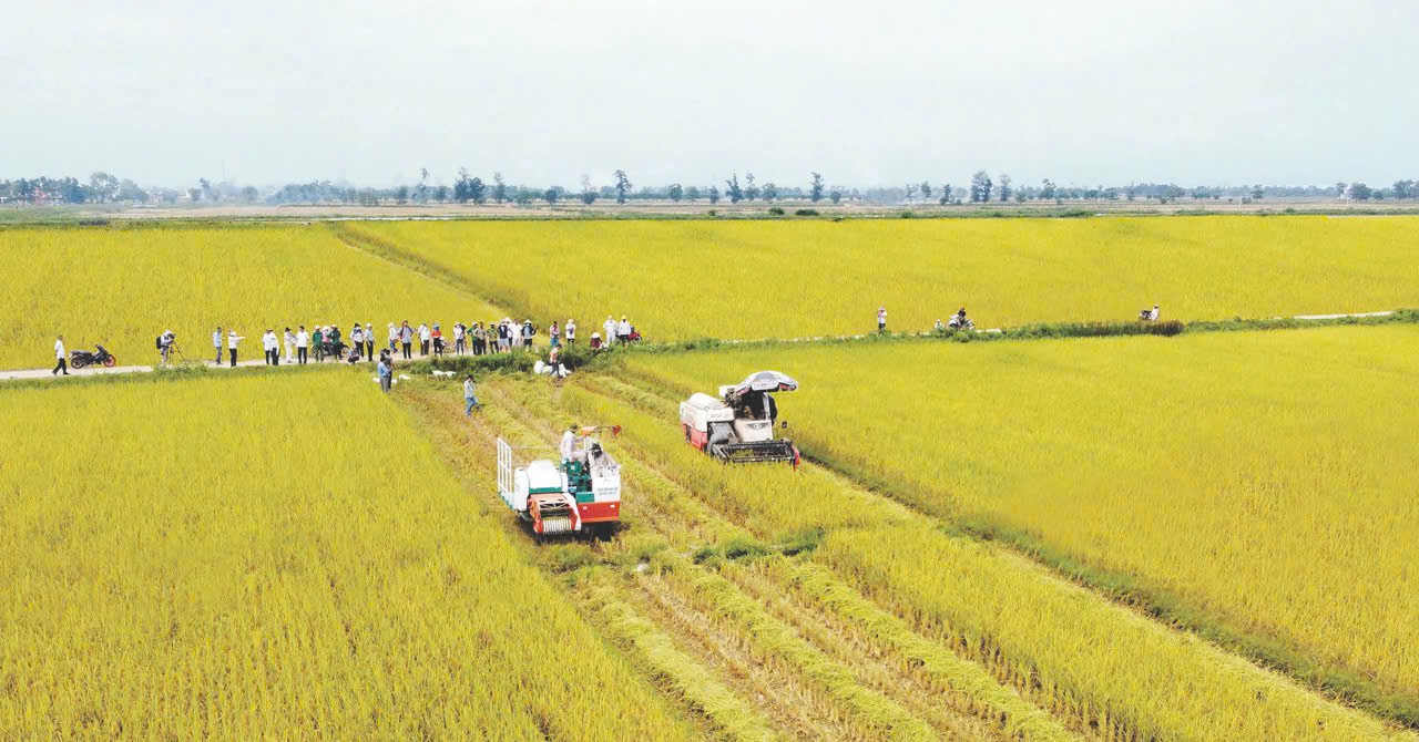  Thu hoạch lúa bằng máy gặt đập liên hợp trên mô hình ‘“Cánh đồng không dấu chân”  của Tổng Công ty Thương mại Quảng Trị - Ảnh: T.L